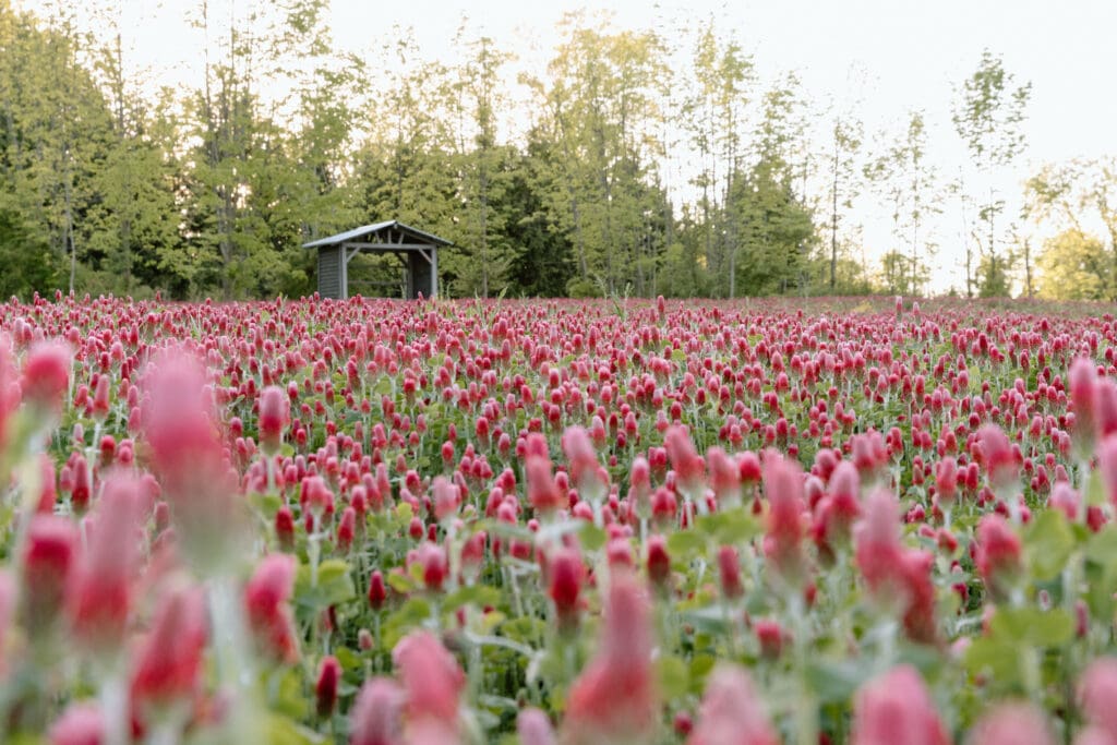A field of crimson clover flowers.