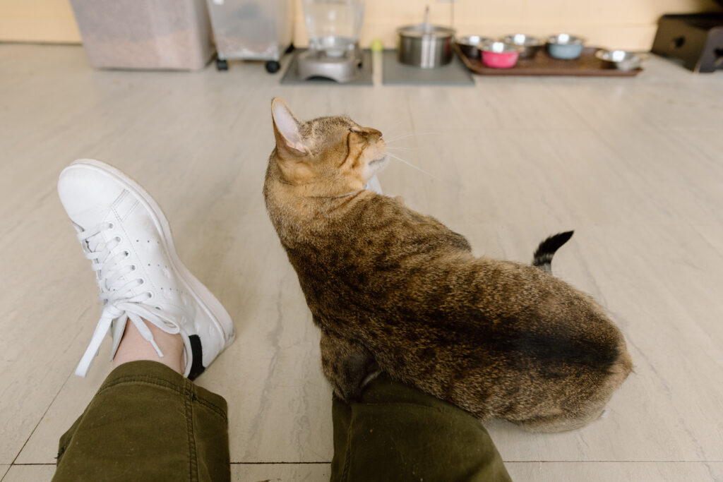 Adult cat rubbing on my shoes while I sit on the floor at Paws & Prayers Pet Rescue, an Ohio animal shelter.