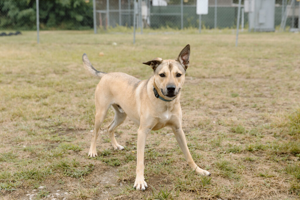 A dog at Paws & Prayers.