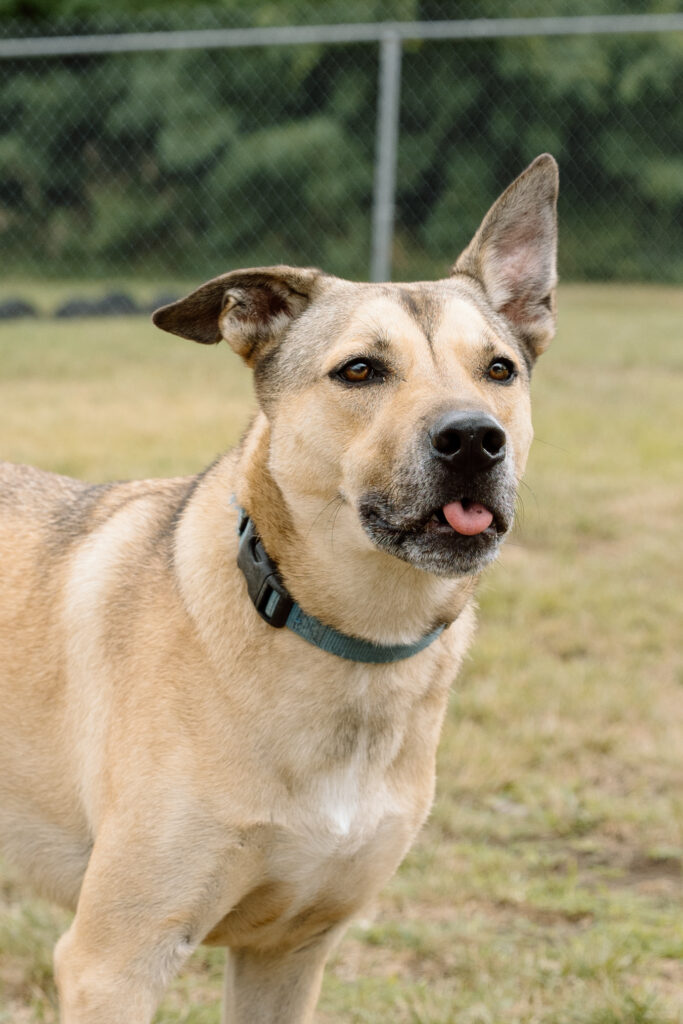 A dog sticking it's tongue out.
