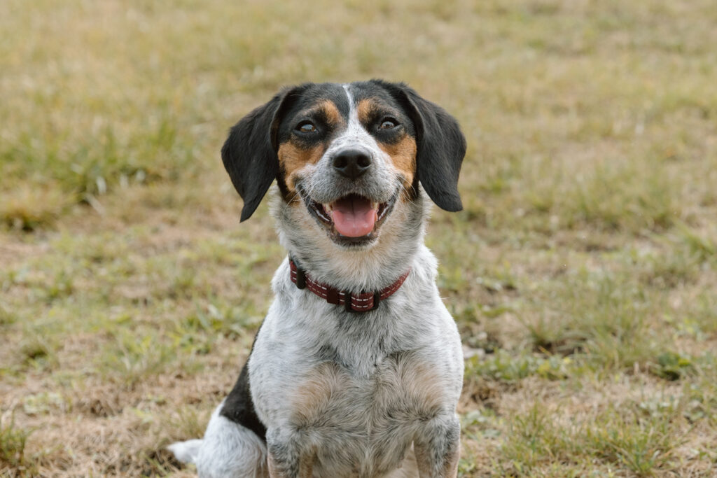 Dog at Paws & Prayers Pet Rescue