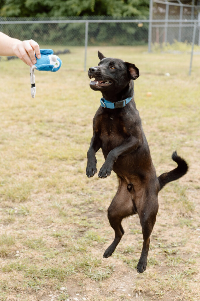 A dog jumping up for a toy.