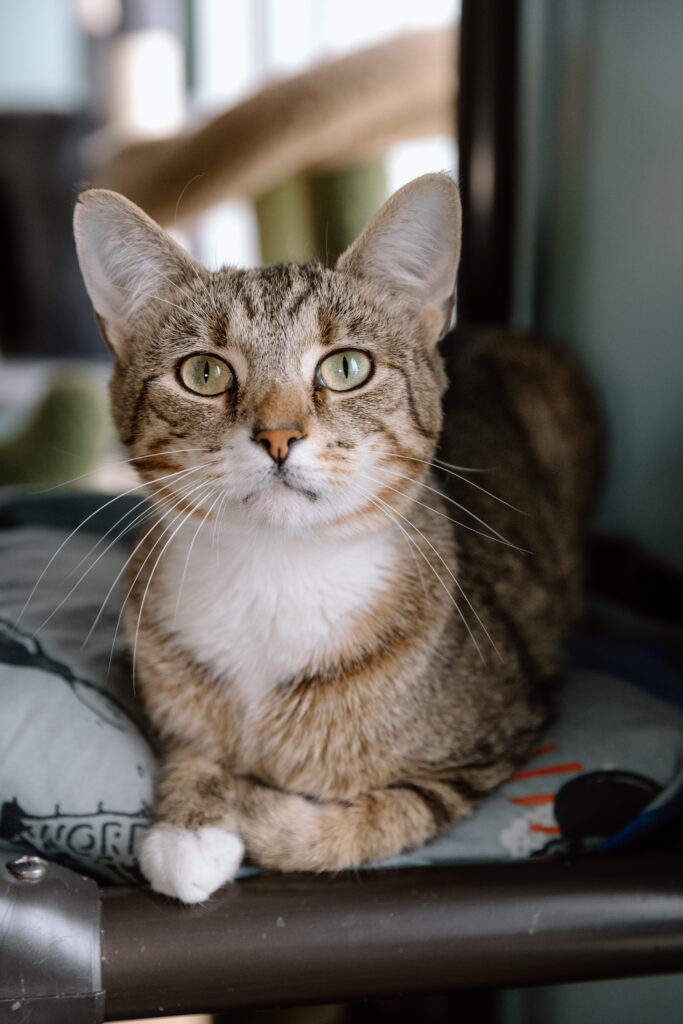 A tabby cat.