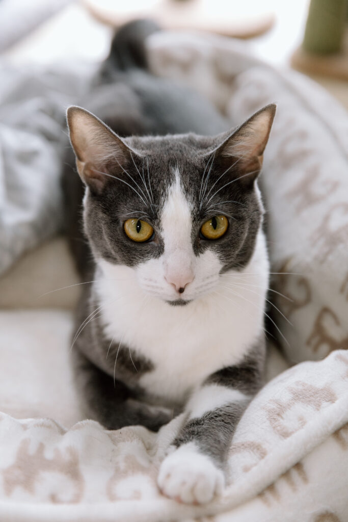 A gray and white adult cat.