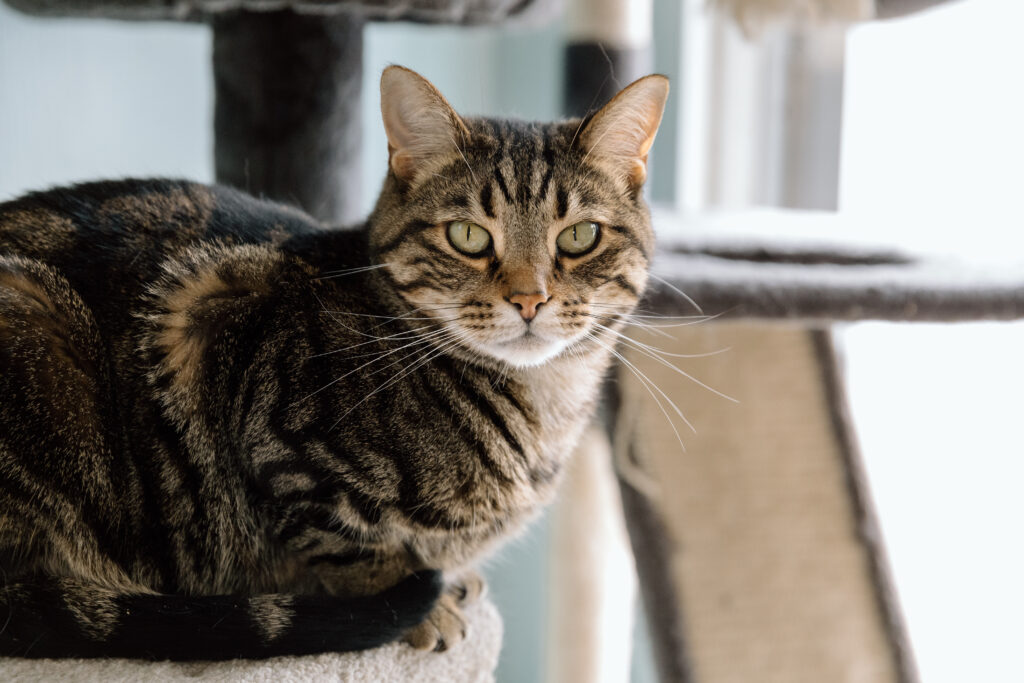 Adult cat at Paws & Prayers Pet Rescue.