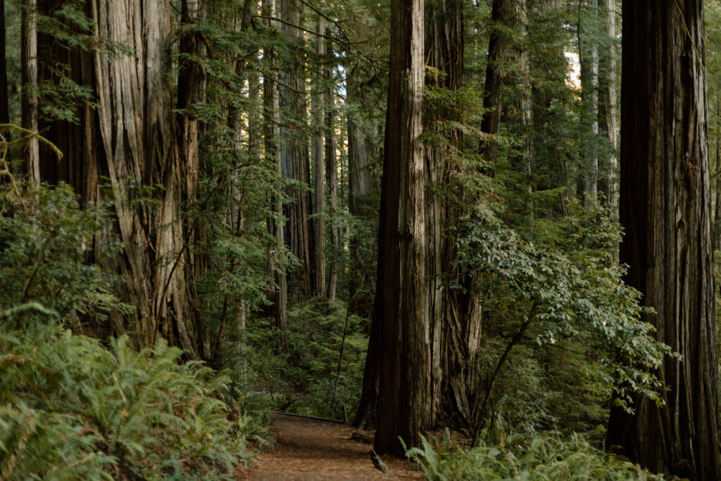 Trail in Jedidiah Smith Redwoods.