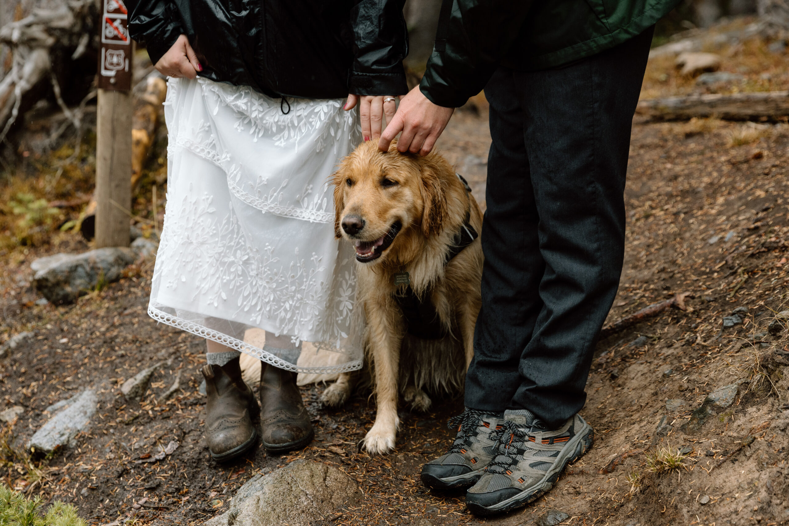 Golden retriever standing between an eloping couple.