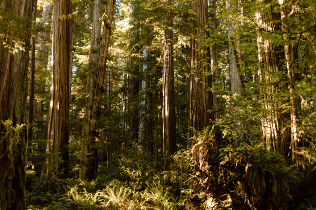 Grove of Redwood trees