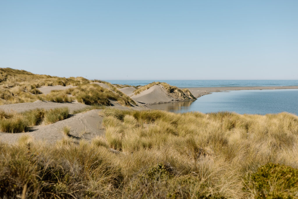 sand dunes and grass near brookings