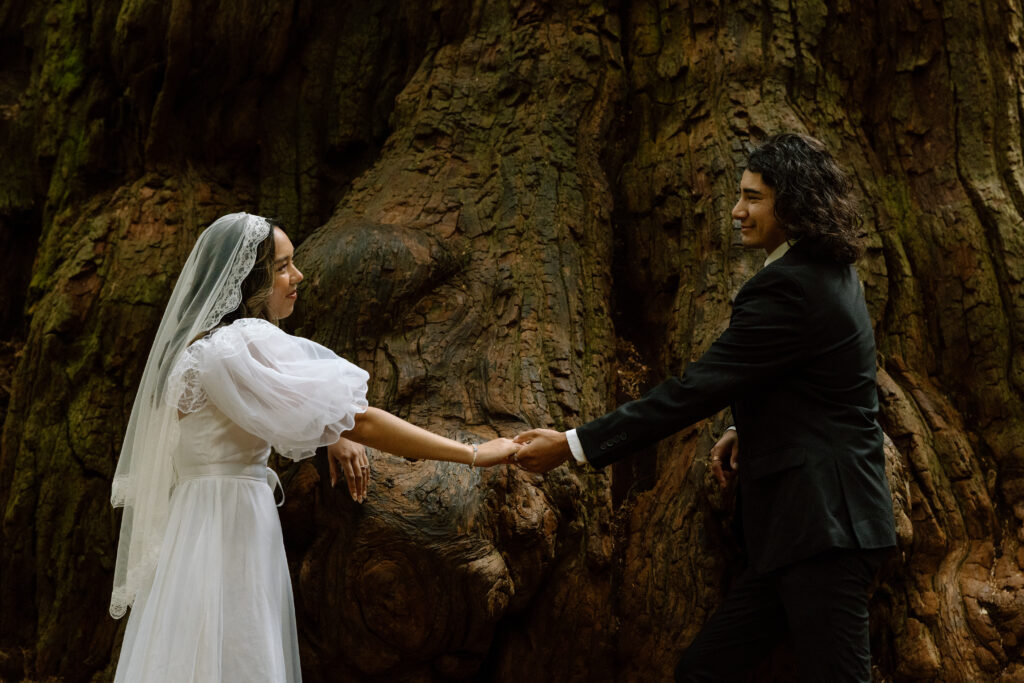 Couple holding hands across a redwoods tree.